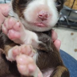 BRITTNEY RTF (wine collar) - Red tri female Toy Australian Shepherd puppy in Norwood, Missouri from Looney Farm’s Toy & Mini Aussies