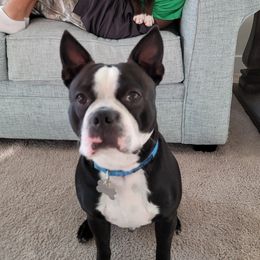 Oreo - Boston Terrier