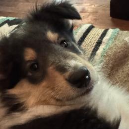Collies from Romany Collies