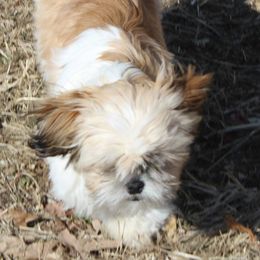 Chuckles - Shih Tzu