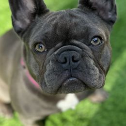 French Bulldog All Grown Up from Jessie's Frenchies