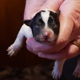 Juliet - Blue mottled female Australian Cattle Dog puppy in Buffalo Valley, Tennessee from Buffalo Valley Breeders