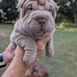 Boy 1 - Lilac dilute male Chinese Shar-Pei puppy in Autryville, North Carolina from T&D'S Razen Wrinkles Shar-pei