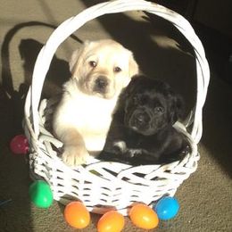 Labrador Retrievers from Accolade Labradors
