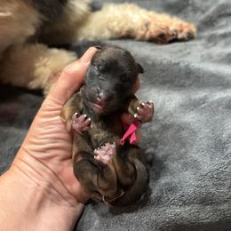 Lizzie Bennet (hot Pink) - Wheaten female Whoodle puppy in Rising Sun, Indiana from Ruby Lane Doodles