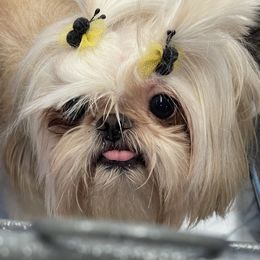 Shih Tzu All Grown Up from Becca Wilde