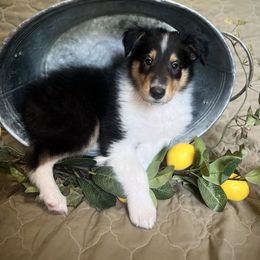 Aladdin - Black white and tan male Collie puppy in Chilhowie, Virginia from Jolly Collies & Kingdom Elite Yorkshire Terriers