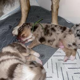 Green collar boy - Red merle male Australian Shepherd puppy in Flat Rock, Alabama from Fluffy Butt Acres