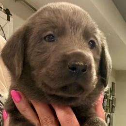 Lime Green- Charcoal Male - Charcoal male Dilute Retriever puppy in Marion, Illinois from Summer Lovin’ Labradors of Southern Illinois