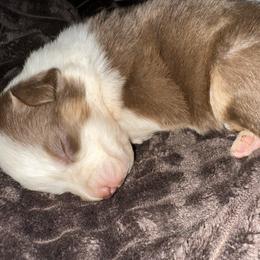 Optimus Prime - Red tri-color male Australian Shepherd puppy in Albertville, Alabama from Salt Creek Aussies