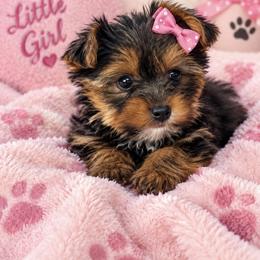 Boy 1 - male Yorkshire Terrier puppy in Ohio from Brittany’s Yorkshire Terriers