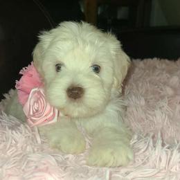 Greta - Wheaten female Miniature Schnauzer puppy in Graham, Washington from Kristy's French Bulldogs & Mini Schnauzers