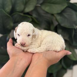 Petunia (Red) - Parti female Goldendoodle puppy in Payson, Utah from Life_on. Paws