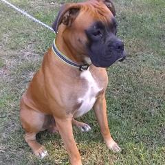 Ace - Boxer