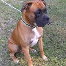 Ace - Boxer