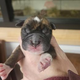 Boy 1 - Brindle male Boxer puppy in Ennis, Montana from Vintage Boxers