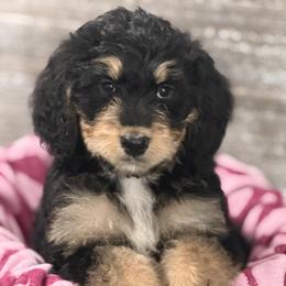 Goldie - Tri-color female Bernedoodle puppy in Phelan, California from PuppyPaws4U
