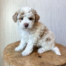 Glen - Apricot male Assorted Doodle Crosses puppy in Arlington, Washington from Doodle Love Laugh