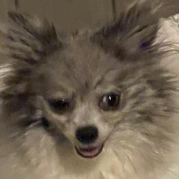 CC - Pomeranian