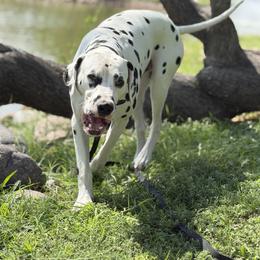 Dalmatians from Lauren Allen