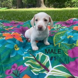 Dachshund Puppies from Harvin’s Weenie Gang