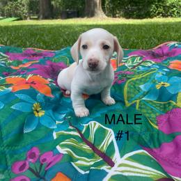 Dachshund Puppies from Harvin’s Weenie Gang