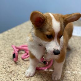 Pembroke Welsh Corgi Puppies from GLC Corgis