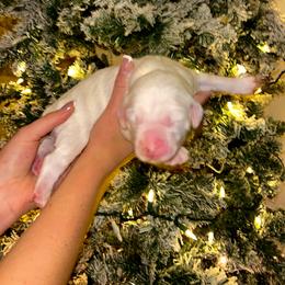 Kevin - White male Sheepadoodle puppy in Tennessee, Illinois from The Artman Family