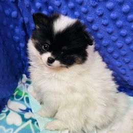 Francesca - Black parti female Pomeranian puppy in Buck Valley, Pennsylvania from Buck Valley Pomeranians