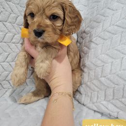 Cavapoo Puppies from Prince Pups