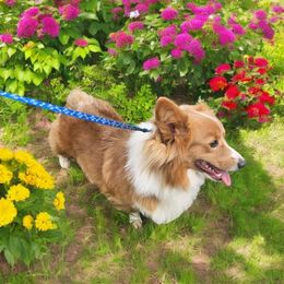 Arnold - Pembroke Welsh Corgi