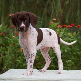 Beacon - Liver and white male German Shorthaired Pointer puppy in Chocowinity, North Carolina from Foxtail Hollow