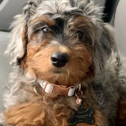 Aussiedoodle and Miniature Australian Shepherd Puppies from BlueZion Aussies