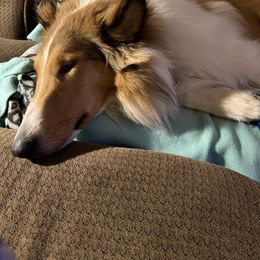 "Riley" Basset Hound and Collie All Grown Up from Collegiate Bassets and Rheign Collies