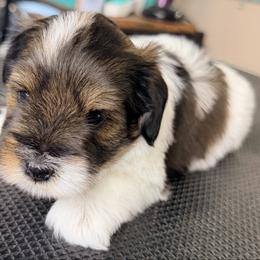 Pepper parti - Parti female Miniature Schnauzer puppy in Kaufman, Texas from KK’s Krazy Kennels