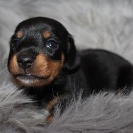 Girl 1 - Black and tan female Dachshund puppy in Craig, Colorado from Rocky Mountain Shih Tzus and Dry Creek Miniature Dachshunds