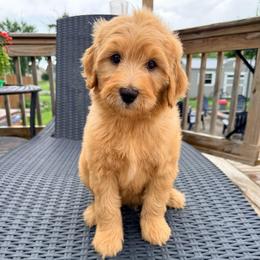 Norman - Red male Bernedoodle puppy in Grand Blanc, Michigan from Halsey Poodles and Doodles
