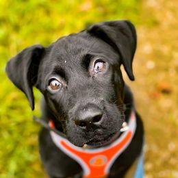 Labrador Retriever Puppies from Bluegrass Labradors
