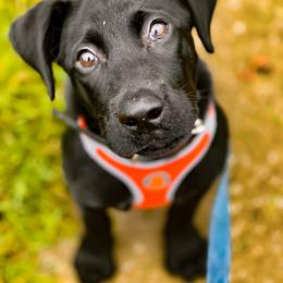 Labrador Retriever Puppies from Bluegrass Labradors