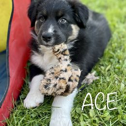 Australian Shepherd Puppies from Bedtime Story Australian Shepherds
