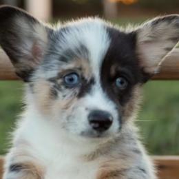 American Corgis and Pembroke Welsh Corgis from Flying K Corgis