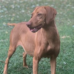 Bonnie - Vizsla