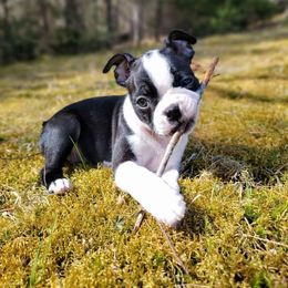 Boston Terrier Puppies from Drew Simmons