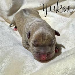 Yukon - Blue fawn male American Pit Bull Terrier puppy in Nine Mile Falls, Washington from Bartin Kennels