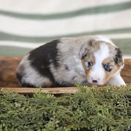 Miniature Australian Shepherd Puppies from ELVF Mini Aussies