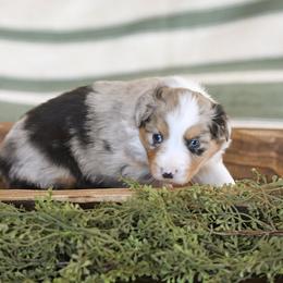 Miniature Australian Shepherd Puppies from ELVF Mini Aussies