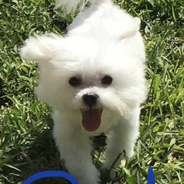 Maltese and Morkies from Heavenly Paws