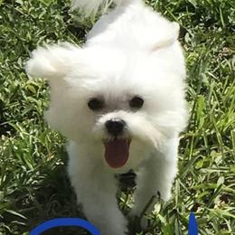 Maltese and Morkies from Heavenly Paws