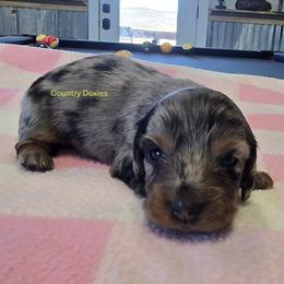 Only girl - Dapple female Dachshund puppy in Cedar City, Utah from Country Doxies