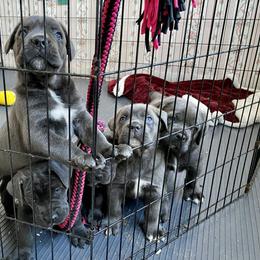 Cane Corso Puppies from Reliance Cane Corso